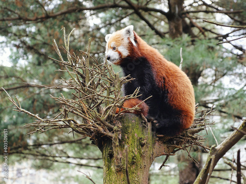 red panda in tree
