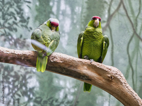 green winged macaw
