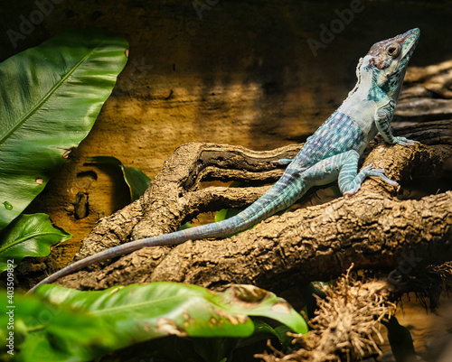 Orient Knight Anole