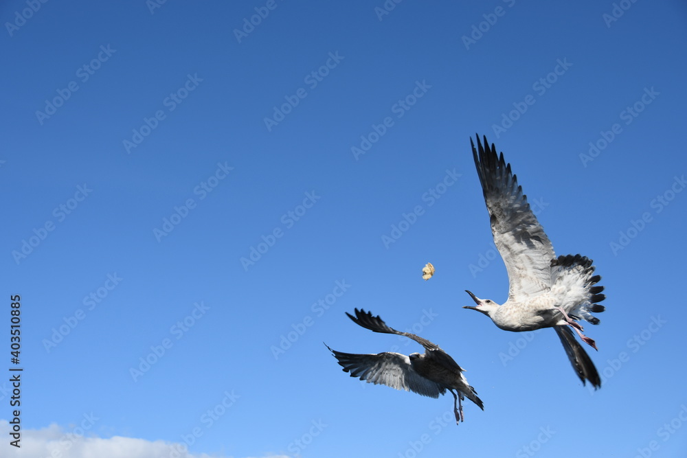 Obraz premium Birds gulls soar in the blue sky
