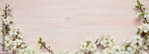 Spring background with branches of a blossoming apricot tree.
