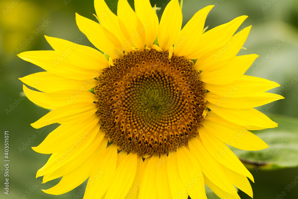 Fototapeta premium yellow sunflower fields in summer