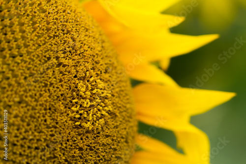 yellow sunflower  fields in summer