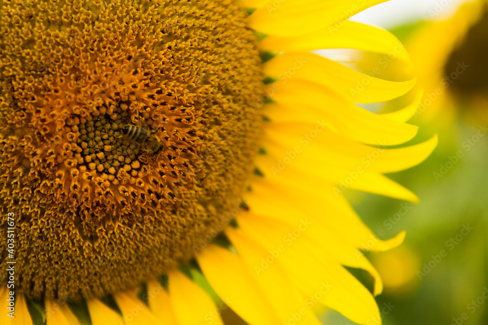 Naklejka premium yellow sunflower fields in summer