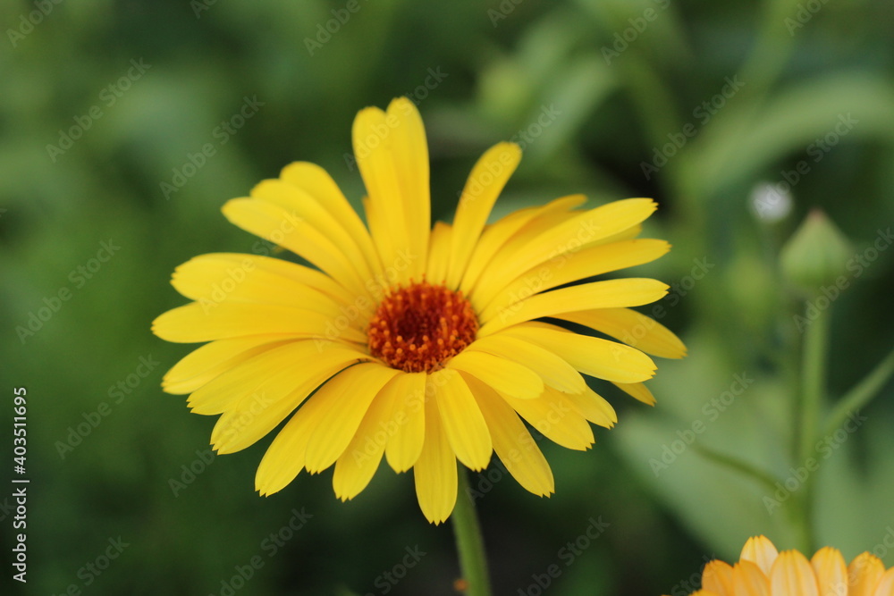 Obraz premium yellow flower in the garden