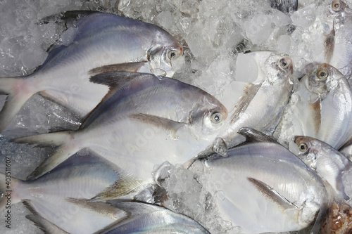 Fresh Silver Pomfret on ice in the foods market. photo