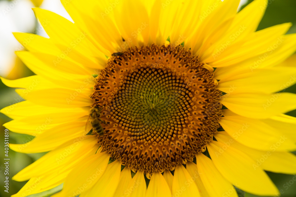 yellow sunflower fields in summer yellow sunflower fields in summer