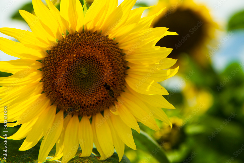 yellow sunflower  fields in summer