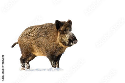 Wild boar  sus scrofa  standing on snow isolated on transparent background. Hairy mammal looking in winter cut out on blank. Brown animal watching on snowy ground with copy space.