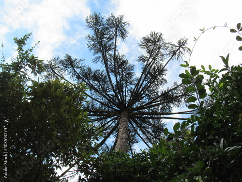 sky and tree  araucaria