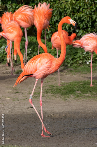 American Flamingo  Phoenicopterus ruber  in nature reserve