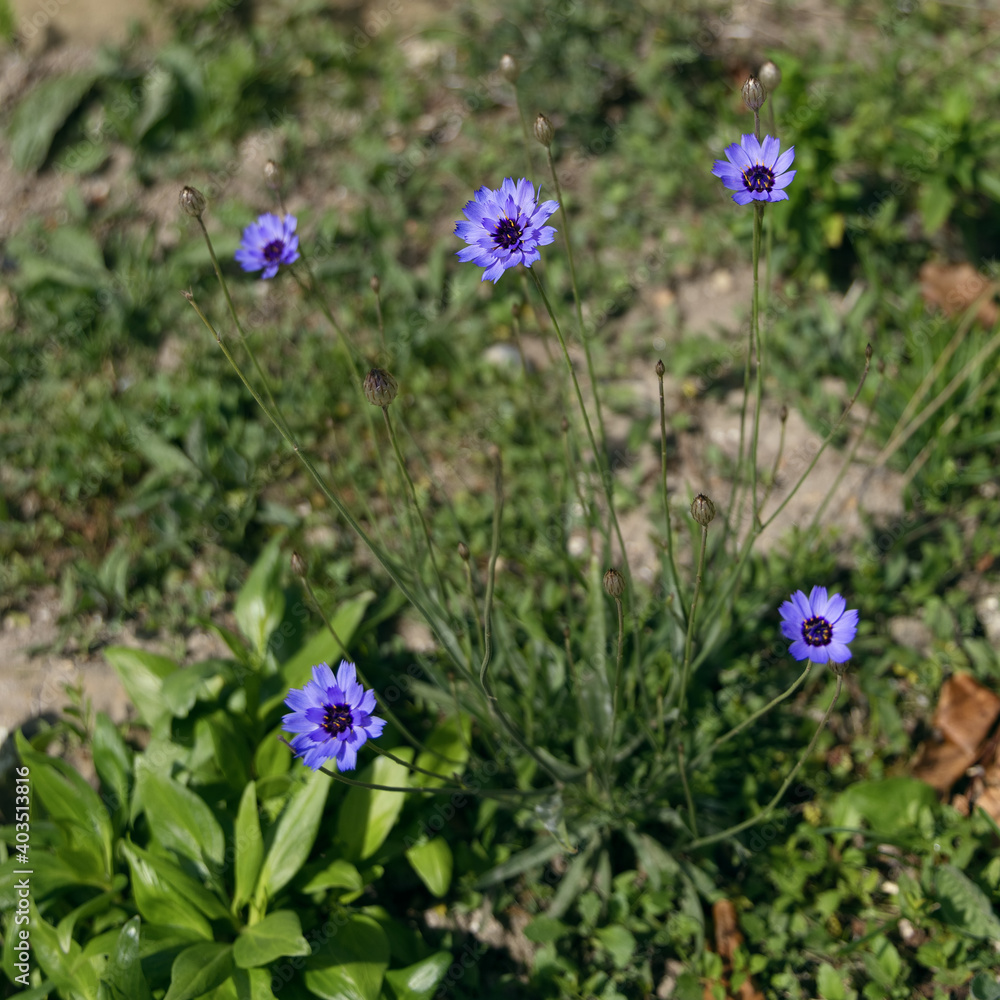 Blue Cornflowers growing next to the promenade in Eastbourne Blue Cornflowers growing next to the promenade in Eastbourne