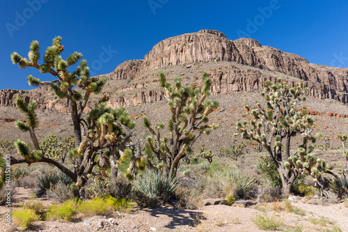 Joshua Trees (Yucca brevifolia) in Arizona