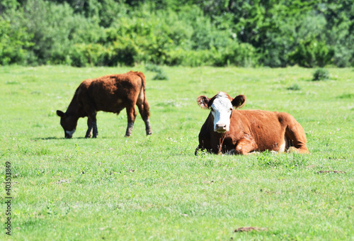 Two Hereford Cattle