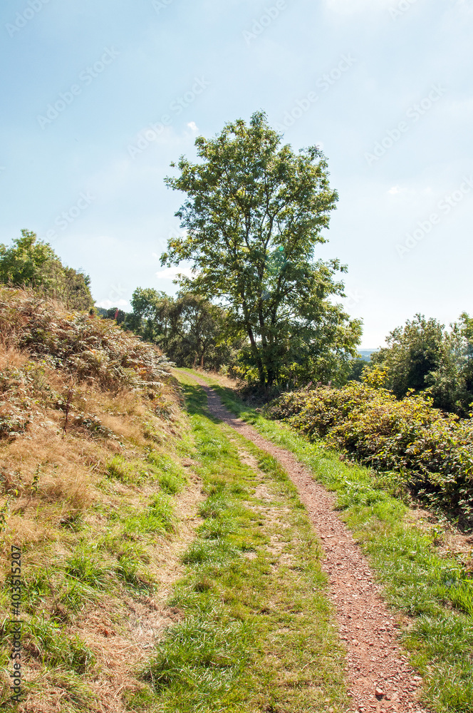 Trees in the Malvern hills of England. Trees in the Malvern hills of England.