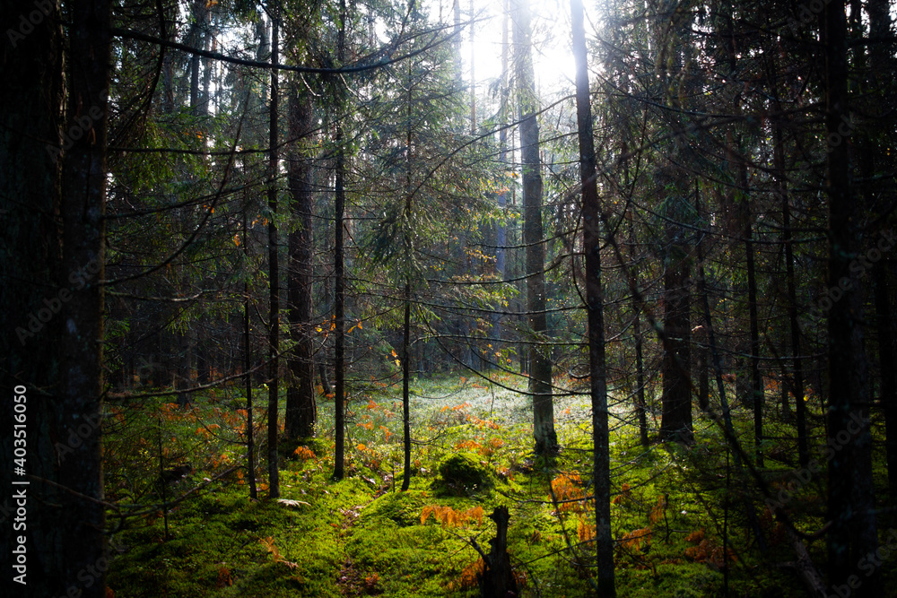 morning in the forest morning in the forest