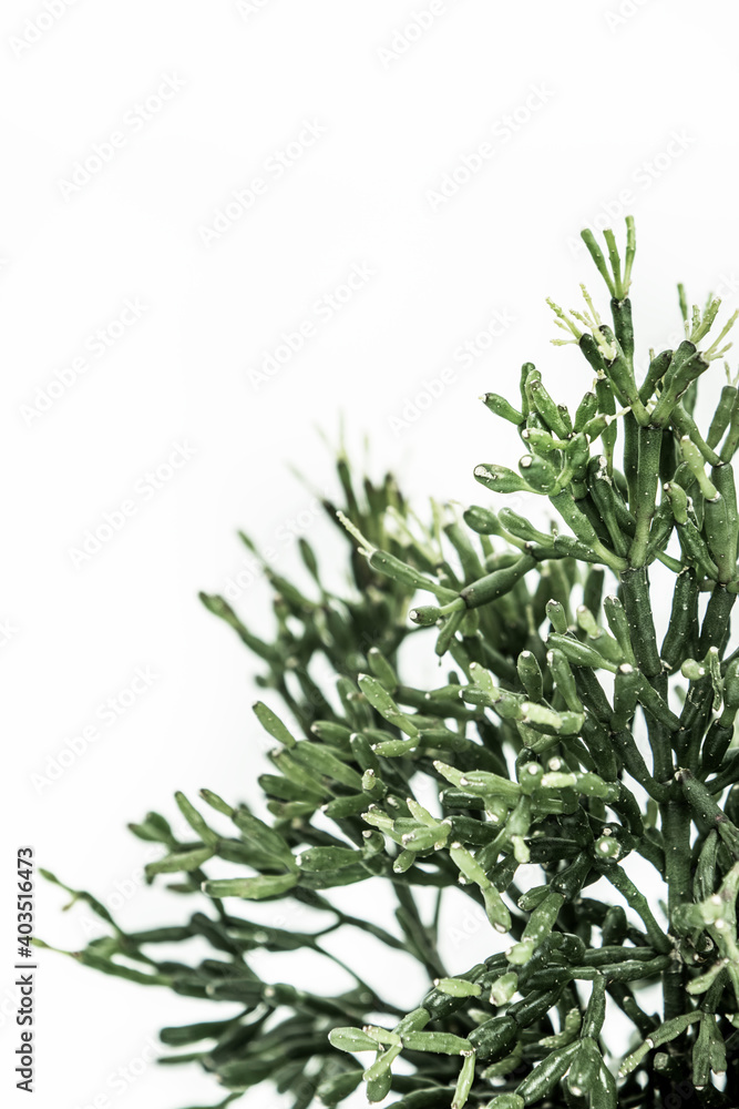 Fototapeta premium plant branch on white background