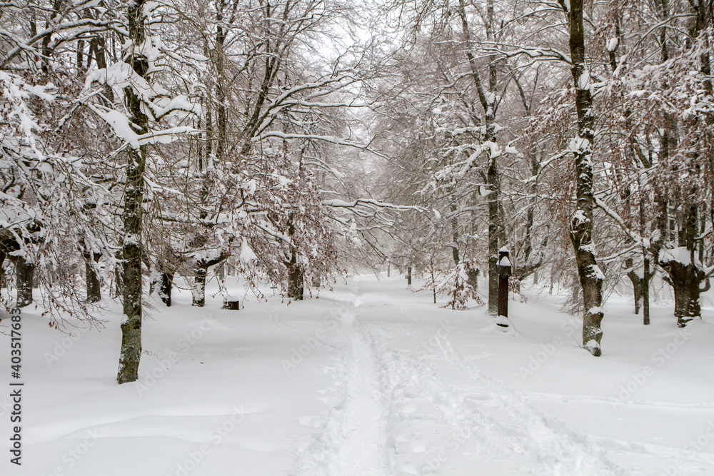 Urkiola forest snowed in winter, Biscay, Basque Country Urkiola forest snowed in winter, Biscay, Basque Country