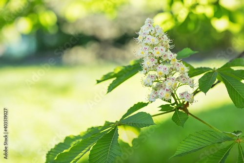 Bild auf Leinwand Blooming white horse chestnut tree branch in a park, blurred background