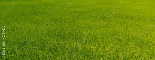 green grass field