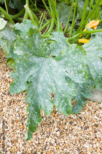 Bilde på lerret Powdery mildew on courgette (zucchini) plant leaves, UK