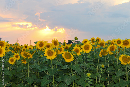 sunflowers