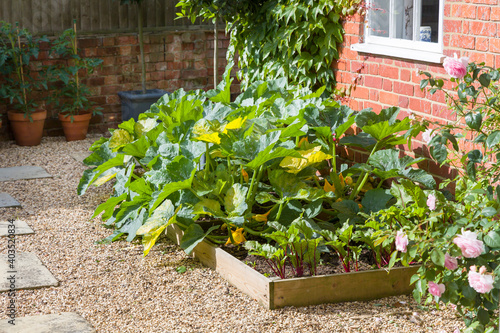 Canvastavla Vegetables (courgette) growing in a raised bed in a UK garden