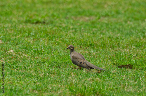 Macro View of Mourning Dove in Grassy Field