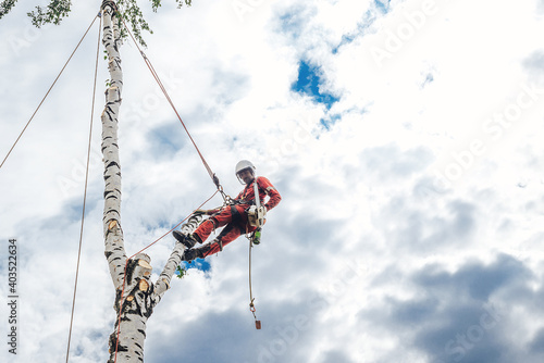 Arborist man cutting a branches with chainsaw and throw on a ground. The worker with helmet working at height on the trees. Lumberjack working with chainsaw during a nice sunny day.