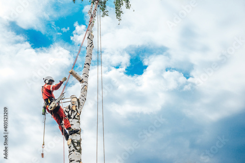 Arborist man cutting a branches with chainsaw and throw on a ground. The worker with helmet working at height on the trees. Lumberjack working with chainsaw during a nice sunny day.