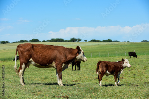 Cattle and calf sucking, Argentine countryside,La Pampa Province, Argentina.