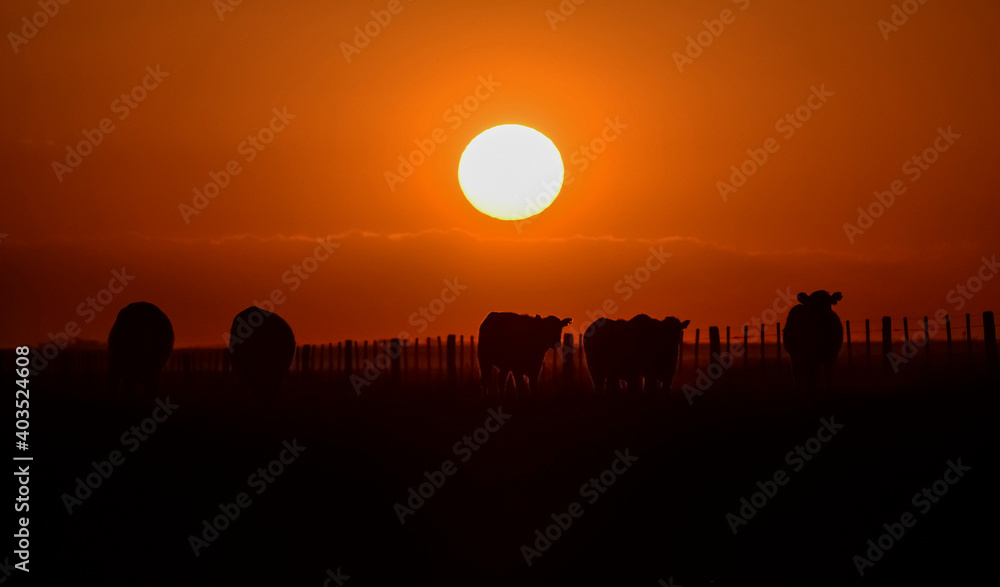 Cows silhouettes  grazing, La Pampa, Patagonia, Argentina.