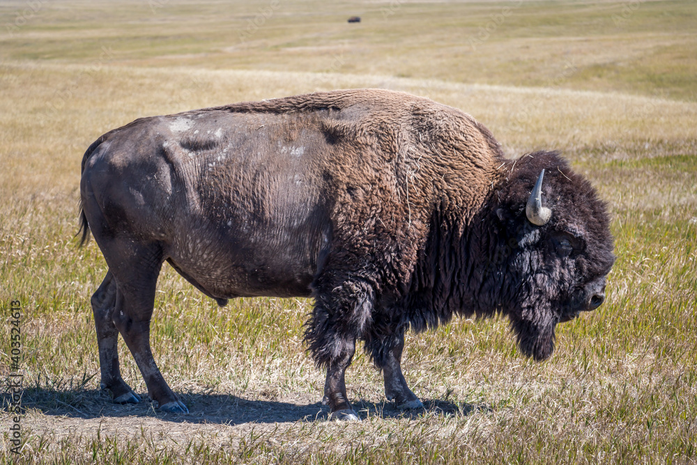 Profile of Bison Standing on the Plains Profile of Bison Standing on the Plains