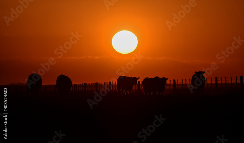 Cows silhouettes  grazing  La Pampa  Patagonia  Argentina.