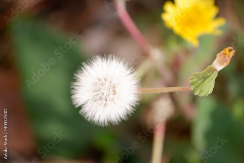 dandelion