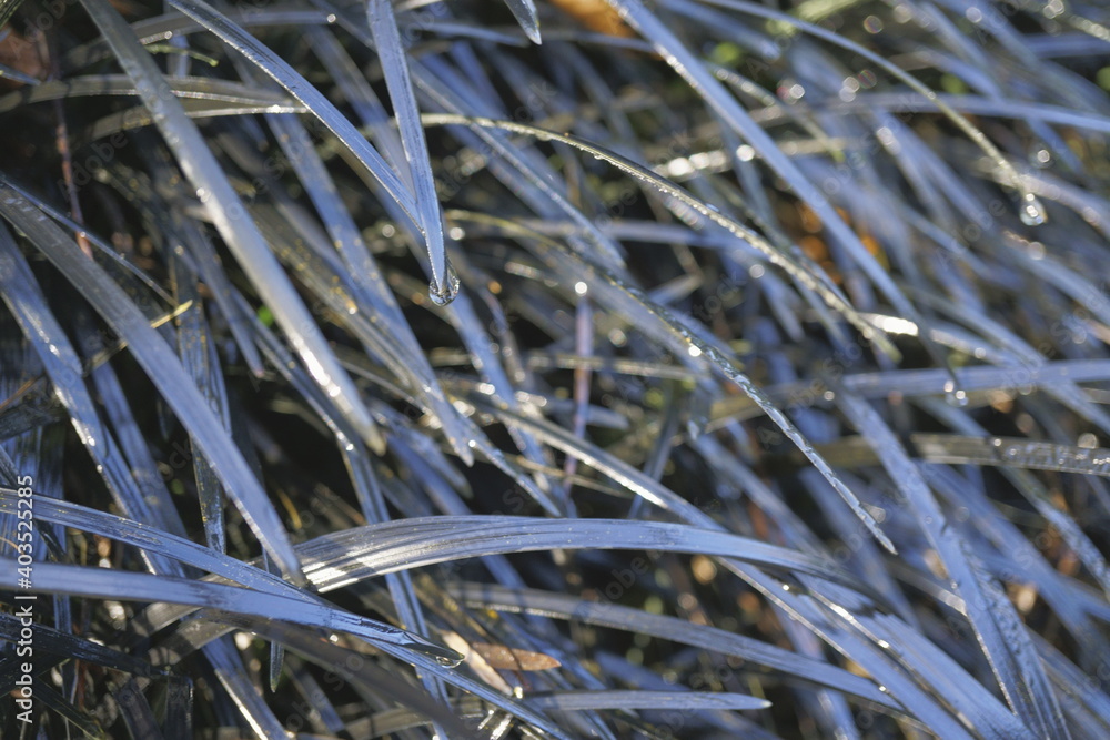 Obraz premium CABALLERO NEGRO (OPHIOPOGON PLANISCAPUS)