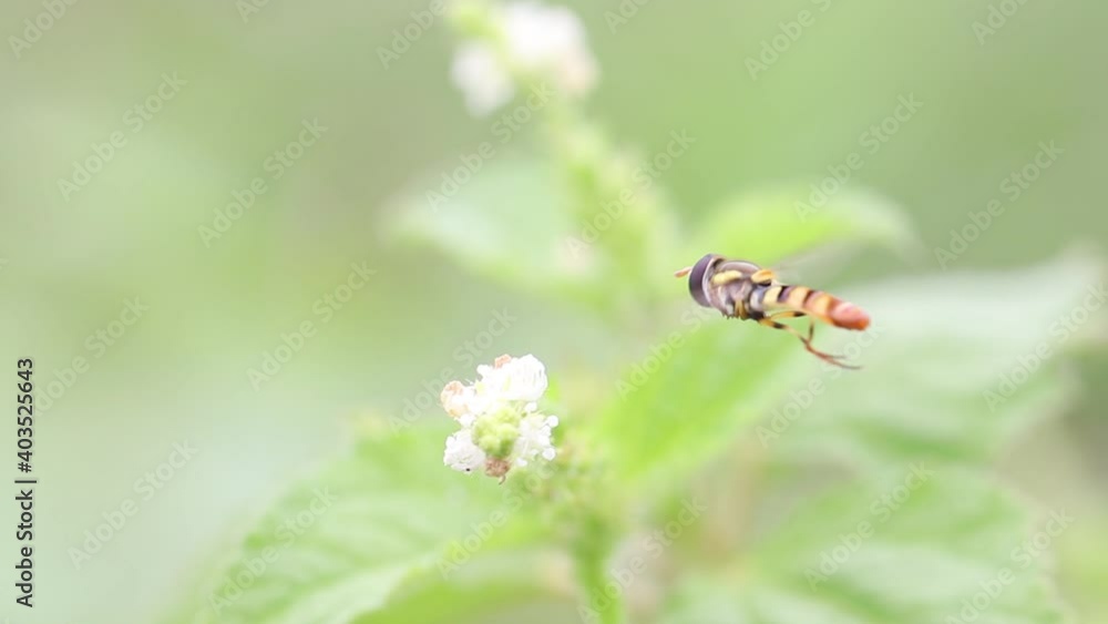hoverfly on a flower hoverfly on a flower