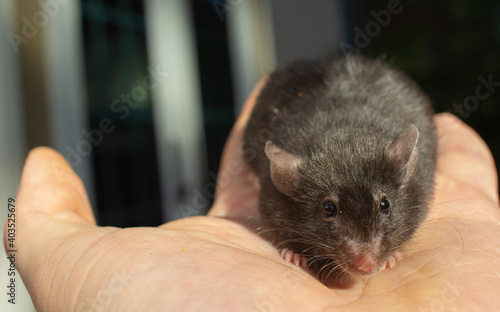 Black Mouse in Palm