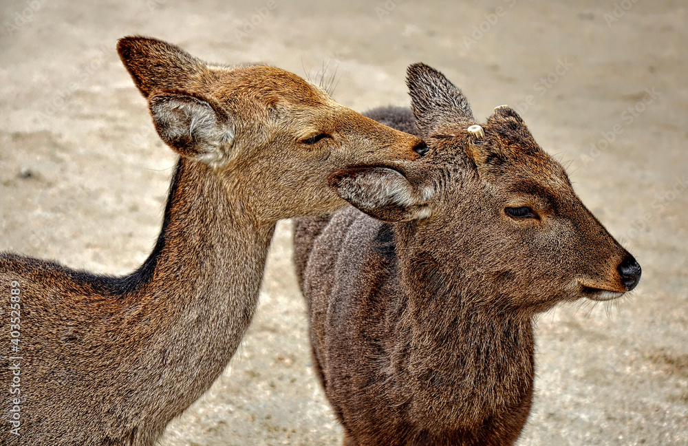 The sika deer (Cervus nippon) also known as Japanese deer. Itsukushima island (Miyajima), Hiroshima prefecture, Japan.