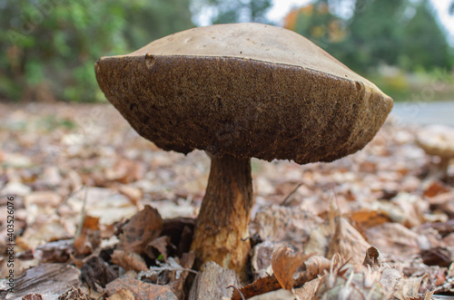 Big Brown King Bolete Mushroom