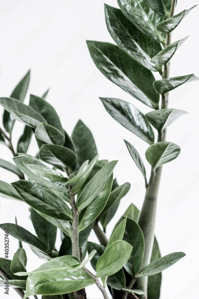 zamioculca branchs zamioculca branchs