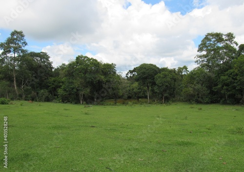 trees in the park