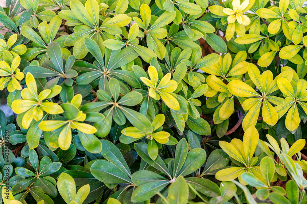 Close up Schefflera green and yellow leaves in sunny day Close up Schefflera green and yellow leaves in sunny day