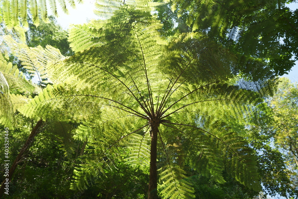 Fototapeta premium Leaves of fern canopies in tropical forest captured low angle.