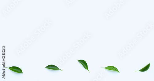 Citrus leaves on white background. Copy space