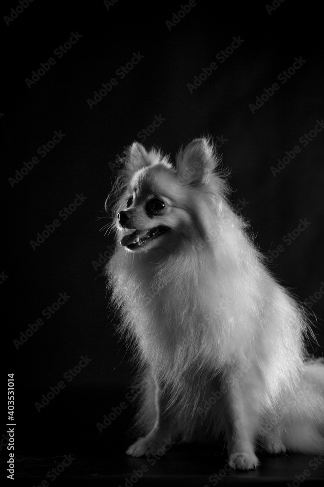Spitz em retrato em preto e branco Spitz em retrato em preto e branco