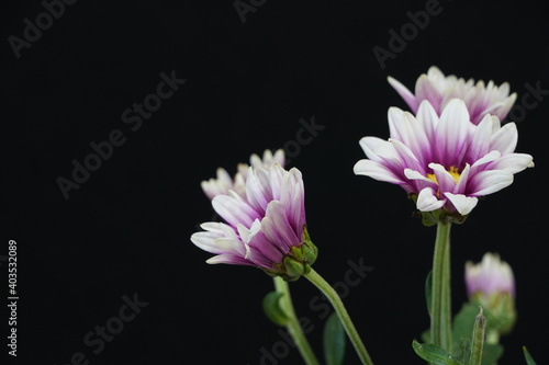 chrysanthemum flower macro