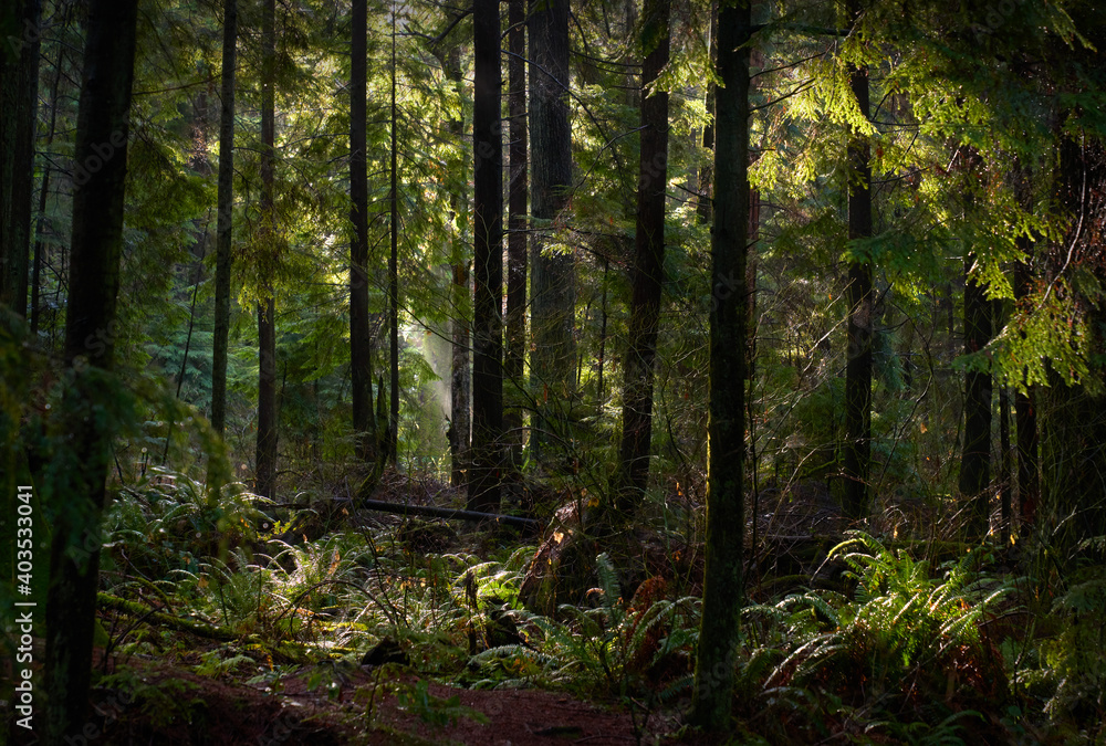 Naklejka premium Rainforest Mist and Sun. Tall trees and a lush, temperate rainforest floor of the Pacific Northwest.
