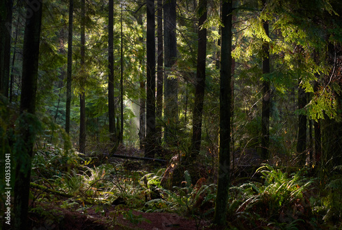 Rainforest Mist and Sun. Tall trees and a lush, temperate rainforest floor of the Pacific Northwest.   © maxdigi