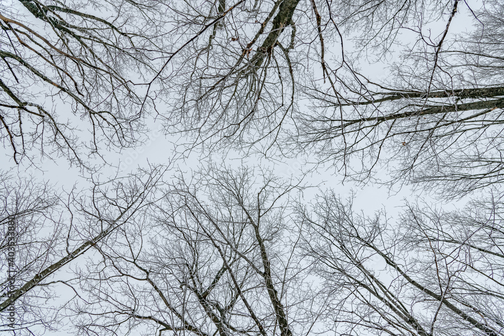 View up the forest no leaves winter scene landscape or portrait View up the forest no leaves winter scene landscape or portrait